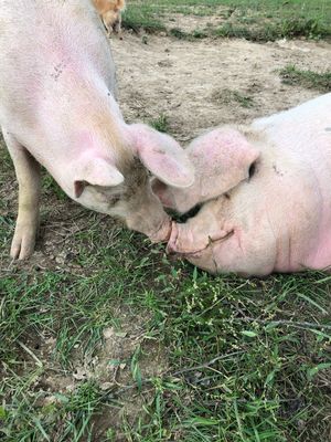 Hank + Tulip at Peak Animal Sanctuary in Freedom