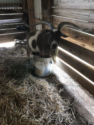 William is quite the character! at Peak Animal Sanctuary in Freedom