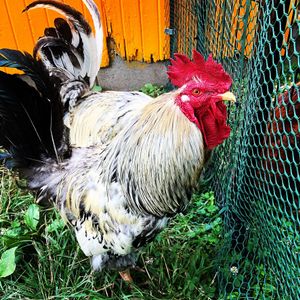 Frankie! at Peak Animal Sanctuary in Freedom