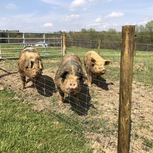 Is it almost time for dinner?! at Peak Animal Sanctuary in Freedom