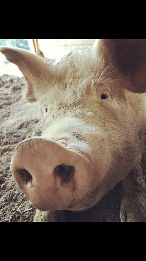 Hank! at Peak Animal Sanctuary in Freedom