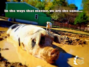 Pig = Dog at Peak Animal Sanctuary in Freedom