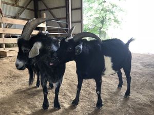 Twiggy and George are the best of friends! at Peak Animal Sanctuary in Freedom