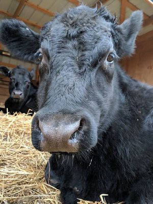 Vegan + Zeke! at Peak Animal Sanctuary in Freedom
