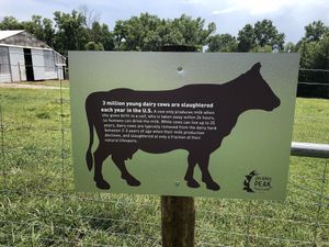 Information about dairy and cows. at Peak Animal Sanctuary in Freedom