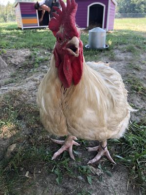 Handsome rooster friend! at Peak Animal Sanctuary in Freedom