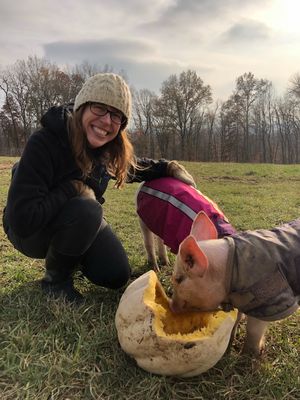 Pip and Potter enjoying pumpkin! at Peak Animal Sanctuary in Freedom