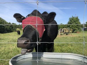 Zeke is thirsty on a warm summer day. at Peak Animal Sanctuary in Freedom