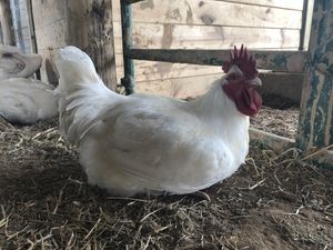 At PEAK residents get the lifelong, individualized care they deserve. at Peak Animal Sanctuary in Freedom