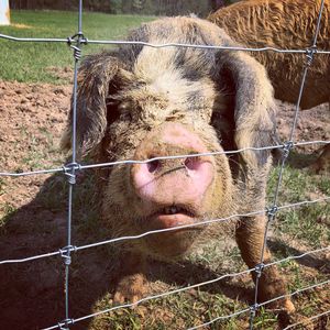 A curious new friend. at Peak Animal Sanctuary in Freedom
