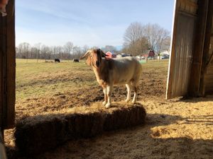 Benny! The leader of the goat herd. at Peak Animal Sanctuary in Freedom