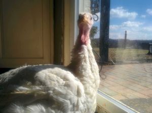 Lily. at Peak Animal Sanctuary in Freedom