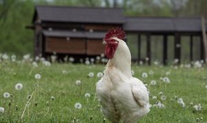 Handsome! at Peak Animal Sanctuary in Freedom
