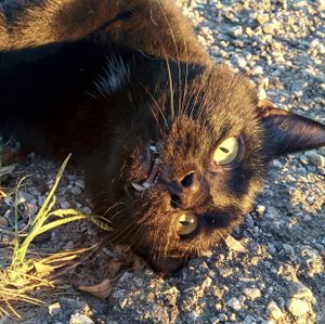 Yuki is one of the happiest residents in Freedom. at Peak Animal Sanctuary in Freedom