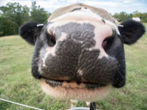 Wilson! at Peak Animal Sanctuary in Freedom