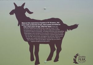 Information on the plight of goats. at Peak Animal Sanctuary in Freedom