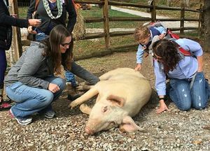 Belly rubs at PEAKsgiving! at Peak Animal Sanctuary in Freedom