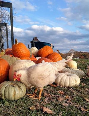 The chickens love having some pumpkin treats in the fall! at Peak Animal Sanctuary in Freedom