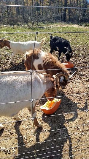 The goats enjoying pumpkins at PEAKsgiving! at Peak Animal Sanctuary in Freedom