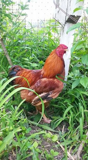 The gorgeous Bodhi at Peak Animal Sanctuary in Freedom