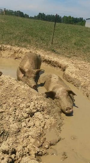 Enjoying the mud, as all pigs should be free to do. at Peak Animal Sanctuary in Freedom