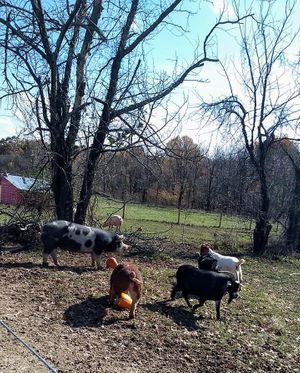 So much fun at PEAK! at Peak Animal Sanctuary in Freedom