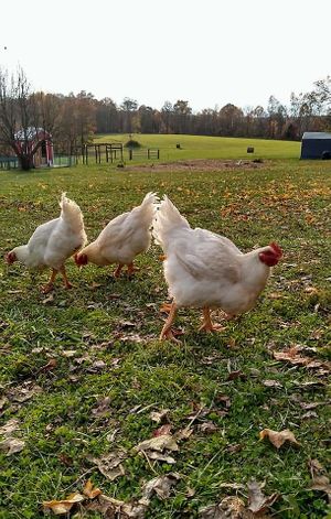 Rescued factory farmed chickens, stretching their legs and enjoying the grass. at Peak Animal Sanctuary in Freedom