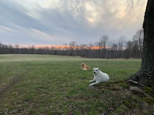 Sunset in Freedom! Kita and Luna. at Peak Animal Sanctuary in Freedom