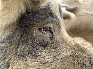 Beautiful Sue!! at Peak Animal Sanctuary in Freedom