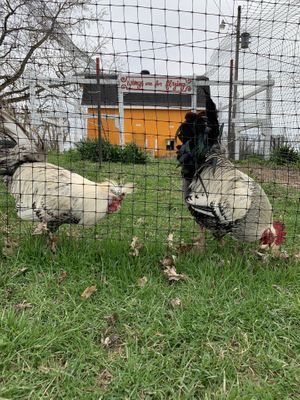 Nigel + Frankie! at Peak Animal Sanctuary in Freedom