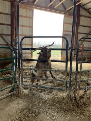 William! at Peak Animal Sanctuary in Freedom