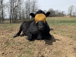 Zeke! Protected for the warm weather with his snazzy fly mask. at Peak Animal Sanctuary in Freedom