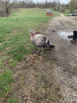 Taffy - welcome home!! at Peak Animal Sanctuary in Freedom
