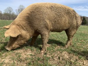 Annie! One of PEAK’s very first residents. at Peak Animal Sanctuary in Freedom