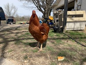 Bodhi + cantaloupe. at Peak Animal Sanctuary in Freedom