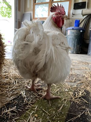 Ren! at Peak Animal Sanctuary in Freedom