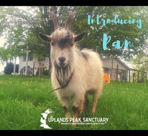 Pan the goat! at Peak Animal Sanctuary in Freedom