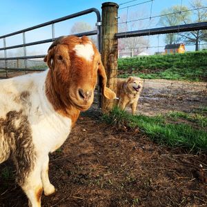 Nemo + Stellaluna at Peak Animal Sanctuary in Freedom