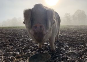 Tulip! at Peak Animal Sanctuary in Freedom