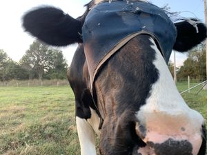 Wilson! at Peak Animal Sanctuary in Freedom