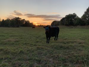 Zeke and Vegan. at Peak Animal Sanctuary in Freedom