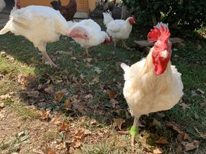 Jack, Lily and more rooster friends! at Peak Animal Sanctuary in Freedom