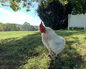 Ren always has a lot to say! at Peak Animal Sanctuary in Freedom
