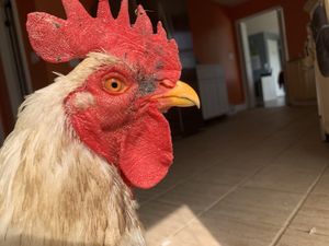 Jack. at Peak Animal Sanctuary in Freedom