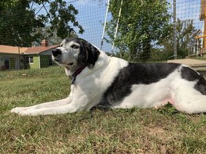 Abe! at Peak Animal Sanctuary in Freedom