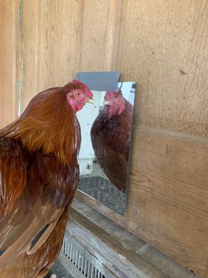 Bodhi - so handsome! at Peak Animal Sanctuary in Freedom