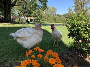 Lily + Cody! at Peak Animal Sanctuary in Freedom