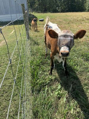 Freeda and Star! Survivors of the dairy industry. at Peak Animal Sanctuary in Freedom