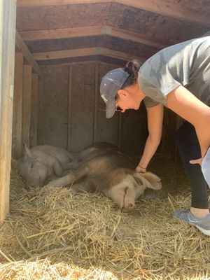 Petals and Pip make a new friend! at Peak Animal Sanctuary in Freedom