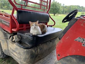 Paul scouts out the next task. at Peak Animal Sanctuary in Freedom